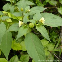 Physalis angulata L.